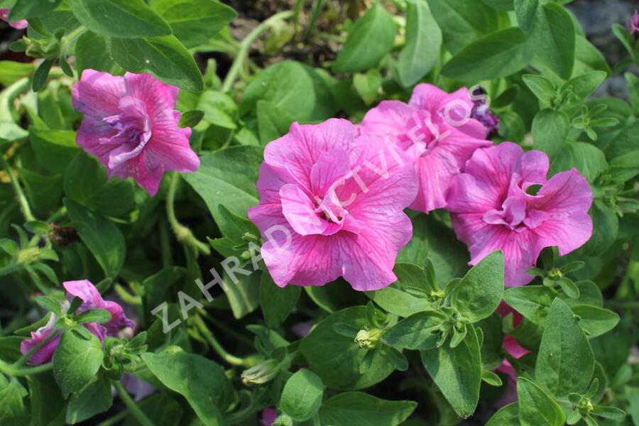 Petúnie 'Tumbelina Candyfloss' - Petunia hybrida 'Tumbelina Candyfloss'