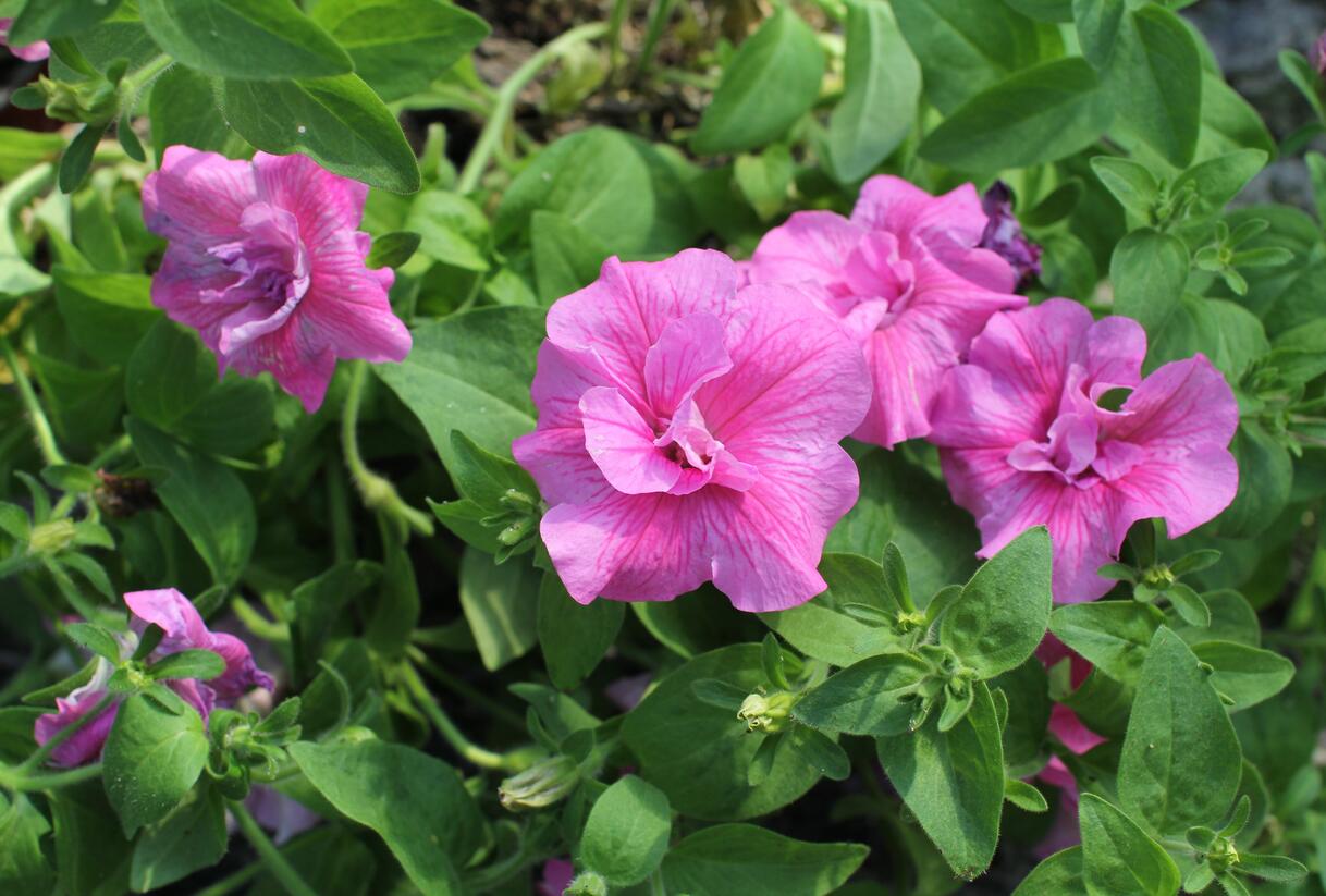 Petúnie 'Tumbelina Candyfloss' - Petunia hybrida 'Tumbelina Candyfloss'