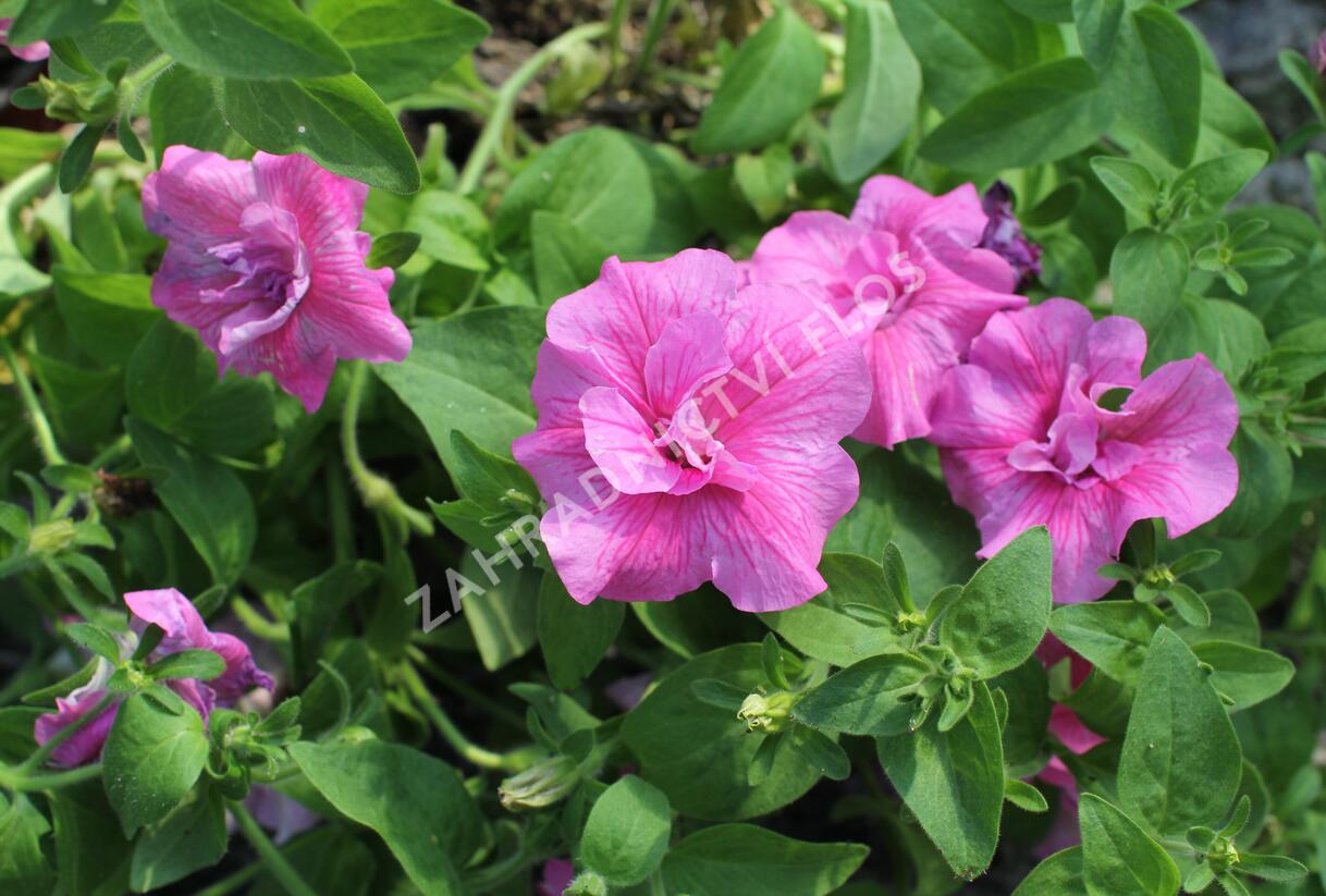 Petúnie 'Tumbelina Candyfloss' - Petunia hybrida 'Tumbelina Candyfloss'