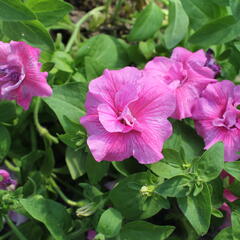 Petúnie 'Tumbelina Candyfloss' - Petunia hybrida 'Tumbelina Candyfloss'