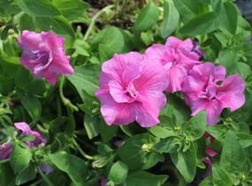 Petúnie 'Tumbelina Candyfloss' - Petunia hybrida 'Tumbelina Candyfloss'