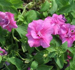 Petúnie 'Tumbelina Candyfloss' - Petunia hybrida 'Tumbelina Candyfloss'