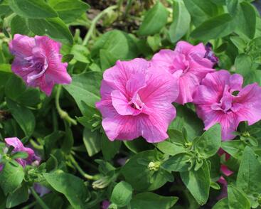Petúnie 'Tumbelina Candyfloss'
