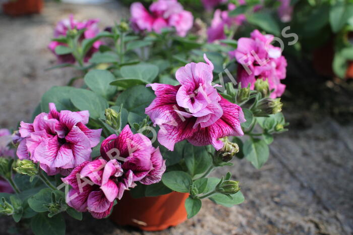 Petúnie 'Tumbelina Francesca' - Petunia hybrida 'Tumbelina Francesca'