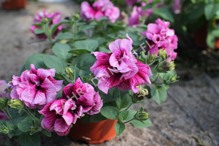 Petúnie 'Tumbelina Francesca' - Petunia hybrida 'Tumbelina Francesca'