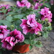 Petúnie 'Tumbelina Francesca' - Petunia hybrida 'Tumbelina Francesca'