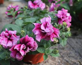 Petúnie 'Tumbelina Francesca'