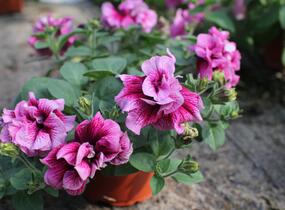 Petúnie 'Tumbelina Francesca' - Petunia hybrida 'Tumbelina Francesca'