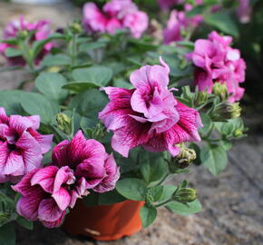 Petúnie 'Tumbelina Francesca' - Petunia hybrida 'Tumbelina Francesca'