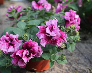 Petúnie 'Tumbelina Francesca'