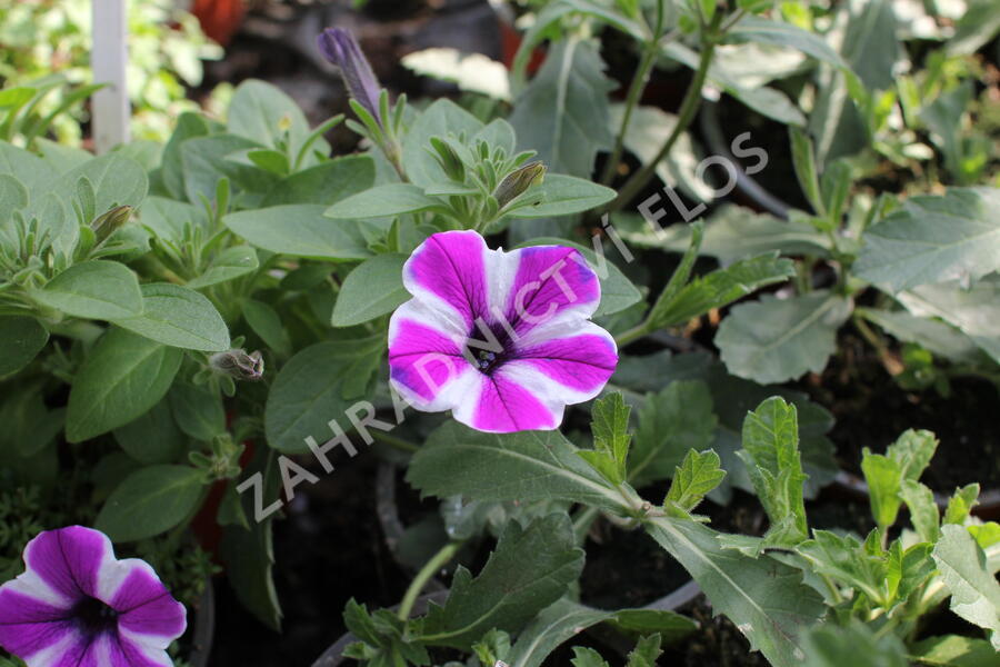 Petúnie 'Red Carpet Blue Diamond' - Petunia hybrida 'Red Carpet Blue Diamond'