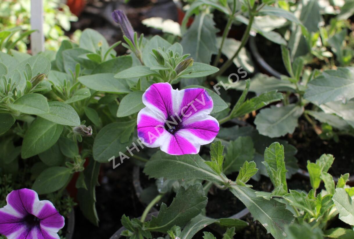 Petúnie 'Red Carpet Blue Diamond' - Petunia hybrida 'Red Carpet Blue Diamond'