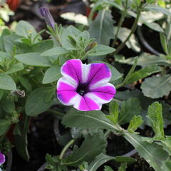 Petúnie 'Red Carpet Blue Diamond' - Petunia hybrida 'Red Carpet Blue Diamond'