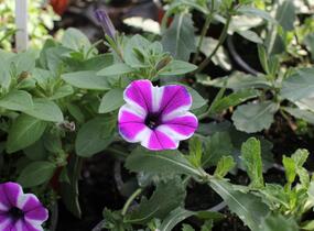 Petúnie 'Red Carpet Blue Diamond' - Petunia hybrida 'Red Carpet Blue Diamond'