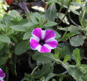 Petúnie 'Red Carpet Blue Diamond' - Petunia hybrida 'Red Carpet Blue Diamond'