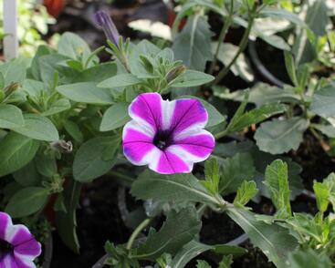 Petúnie 'Red Carpet Blue Diamond'