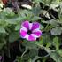 Petunia hybrida 'Red Carpet Blue Diamond'.JPG