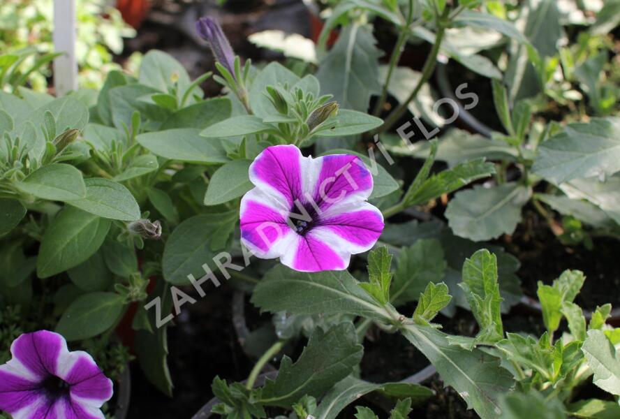 Petúnie 'Red Carpet Blue Diamond' - Petunia hybrida 'Red Carpet Blue Diamond'