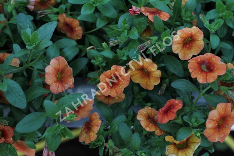 Minipetúnie, Million Bells 'Lia Melon'' - Calibrachoa hybrida 'Lia Melon'