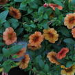 Minipetúnie, Million Bells 'Lia Melon'' - Calibrachoa hybrida 'Lia Melon'