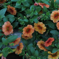 Minipetúnie, Million Bells 'Lia Melon'' - Calibrachoa hybrida 'Lia Melon'
