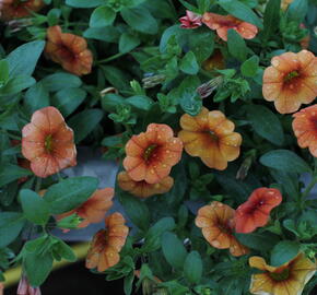 Minipetúnie, Million Bells 'Lia Melon'' - Calibrachoa hybrida 'Lia Melon'
