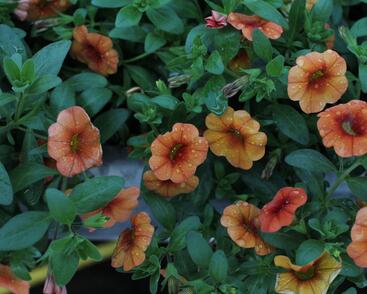 Minipetúnie, Million Bells 'Lia Melon''