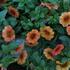 Calibrachoa hybrida 'Lia Melon'.JPG