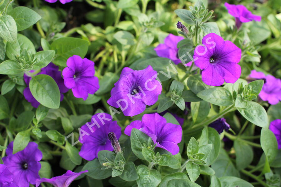 Petúnie 'Violet' - Petunia hybrida Surfinia 'Violet'