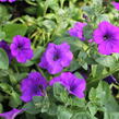 Petúnie 'Violet' - Petunia hybrida Surfinia 'Violet'