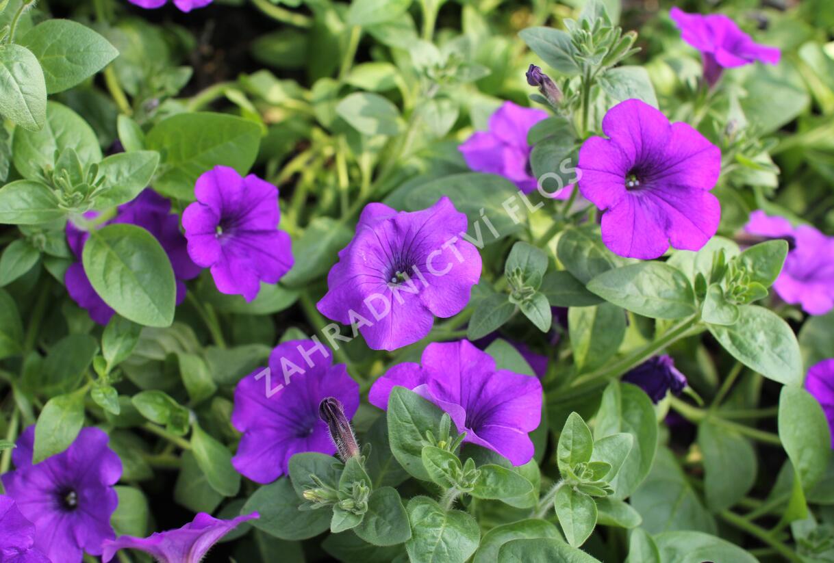 Petúnie, surfínie 'Violet' - Petunia hybrida Surfinia 'Violet'
