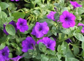 Petúnie, surfínie 'Violet' - Petunia hybrida Surfinia 'Violet'