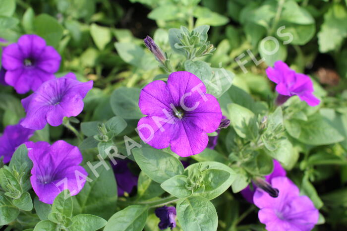 Petúnie 'Violet' - Petunia hybrida Surfinia 'Violet'