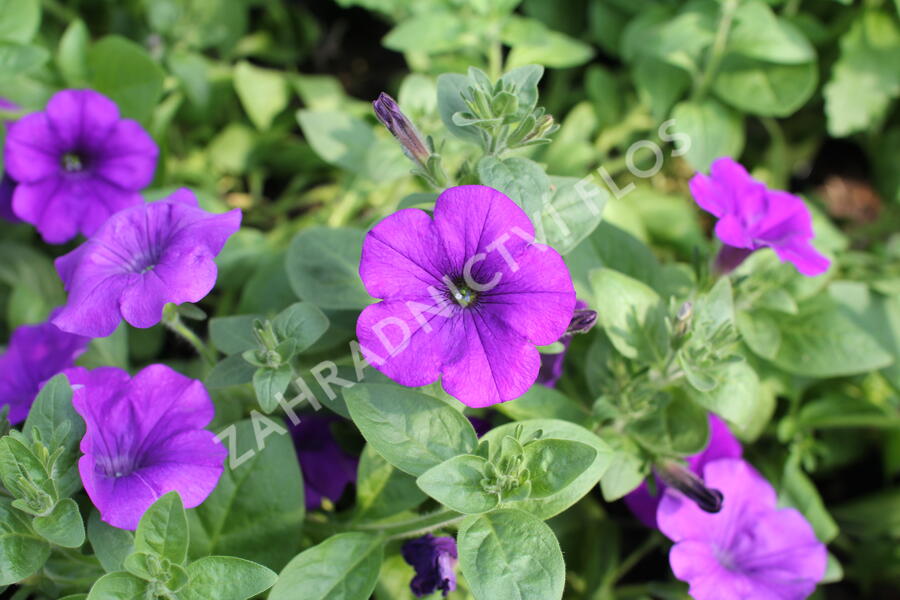 Petúnie 'Violet' - Petunia hybrida Surfinia 'Violet'