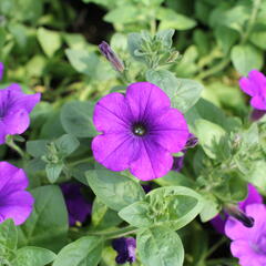 Petúnie 'Violet' - Petunia hybrida Surfinia 'Violet'