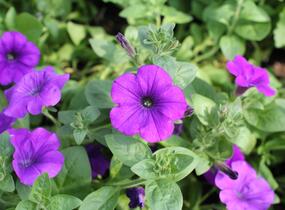 Petúnie, surfínie 'Violet' - Petunia hybrida Surfinia 'Violet'