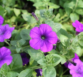 Petúnie 'Violet' - Petunia hybrida Surfinia 'Violet'