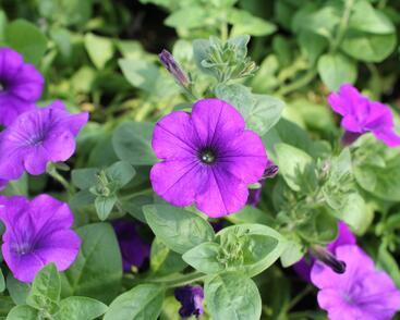 Petúnie, surfínie 'Violet'