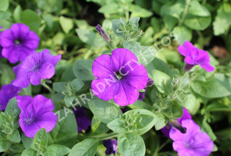 Petúnie, surfínie 'Violet' - Petunia hybrida Surfinia 'Violet'