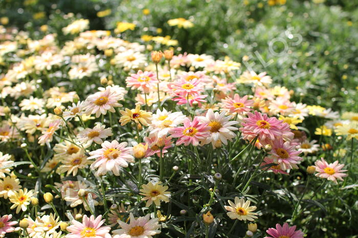 Kopretina pařížská 'Aramis Peach Eye' - Argyranthemum frutescens 'Aramis Peach Eye'