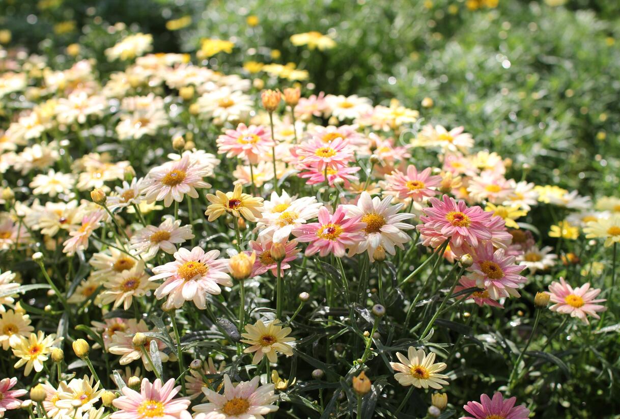 Kopretina pařížská 'Aramis Peach Eye' - Argyranthemum frutescens 'Aramis Peach Eye'