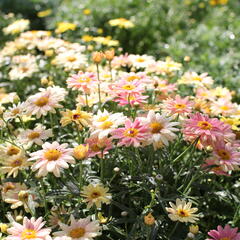 Kopretina pařížská 'Aramis Peach Eye' - Argyranthemum frutescens 'Aramis Peach Eye'