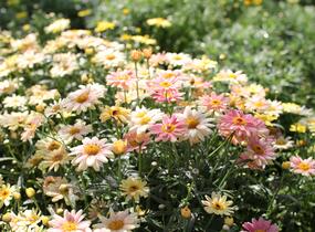 Kopretina pařížská 'Aramis Peach Eye' - Argyranthemum frutescens 'Aramis Peach Eye'