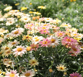 Kopretina pařížská 'Aramis Peach Eye' - Argyranthemum frutescens 'Aramis Peach Eye'