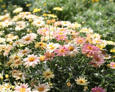 Kopretina pařížská 'Aramis Peach Eye'