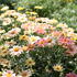 Argyranthemum frutescens 'Aramis Peach Eye'.JPG