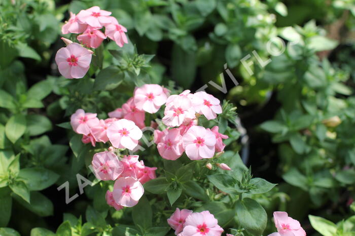 Plamenka drummondova Caroline 'Salmon Eye' - Phlox drummondii Caroline 'Salmon Eye'