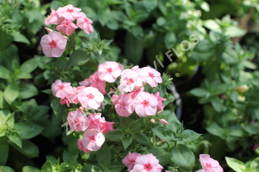 Plamenka drummondova Caroline 'Salmon Eye' - Phlox drummondii Caroline 'Salmon Eye'