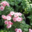 Plamenka drummondova Caroline 'Salmon Eye' - Phlox drummondii Caroline 'Salmon Eye'