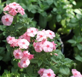 Plamenka drummondova Caroline 'Salmon Eye' - Phlox drummondii Caroline 'Salmon Eye'